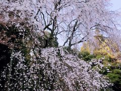 -醍醐寺
