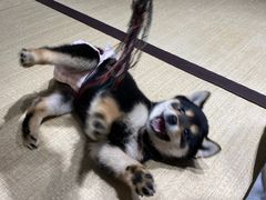 -逗柴咖啡屋·狗咖猫咖宠物桌游