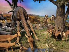 -国家自然博物馆