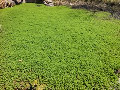 -昆山城市生态森林公园