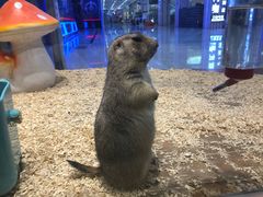 -龟与熊猫宠物公园(南坪店)