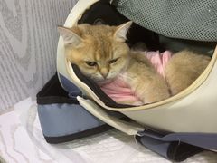 -纳吉亚猫专科动物医院·北北分院