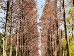 -昆山城市生态森林公园