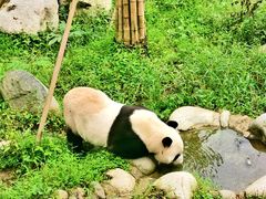 -都江堰中华大熊猫苑