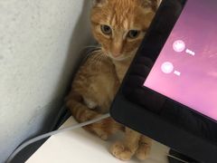 -谐和益家动物医院·免疫绝育·血液透析·宠保定点医院(高新伊藤分院)