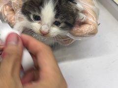 -瑞派动物医院·猫专科·至诚(江南中分院)