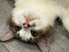 -楼上猫咖(罗湖店)