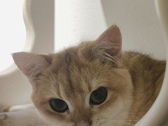 -琪喵猫屋·撸猫猫咖·猫舍