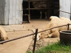 -祥源·阜阳生态乐园