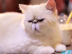 -猫色咖啡·猫咖