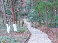 -南京古林公园