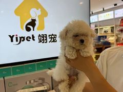-翊宠yipet猫狗购宠庄园