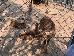 -长白岛森林公园