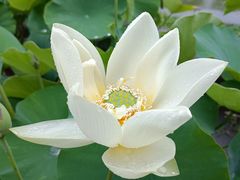 -莲花池公园