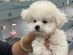 -萌宠之家·腊肠犬·马尔泰·小体犬舍