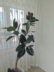 -HEYAN荷妍专业脱毛连锁机构