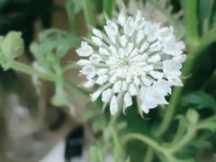 -亭亭鲜花店(中山北路店)