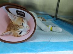 -贝来恩24H动物医院·转诊中心(稻香路店)