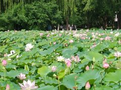 -莲花池公园