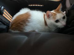 -伟伟宠物医院·CT影像中心·瑞派犬猫综合性门诊(汉口总院)