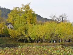 -千年银杏谷文化旅游区