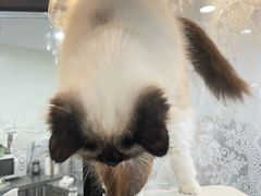 -共舞时光猫咖·狗咖(新街口店)