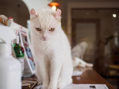 -有猫主题·治愈系猫咖(曾厝垵店)