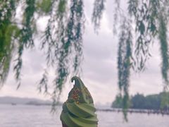 -西湖外事游船(花港观鱼码头)