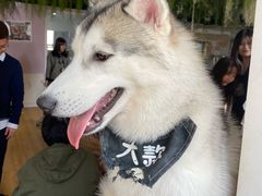 -Husky Go! 哈士奇体验馆·宠物咖啡厅狗咖