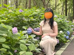 -合肥滨湖国家森林公园