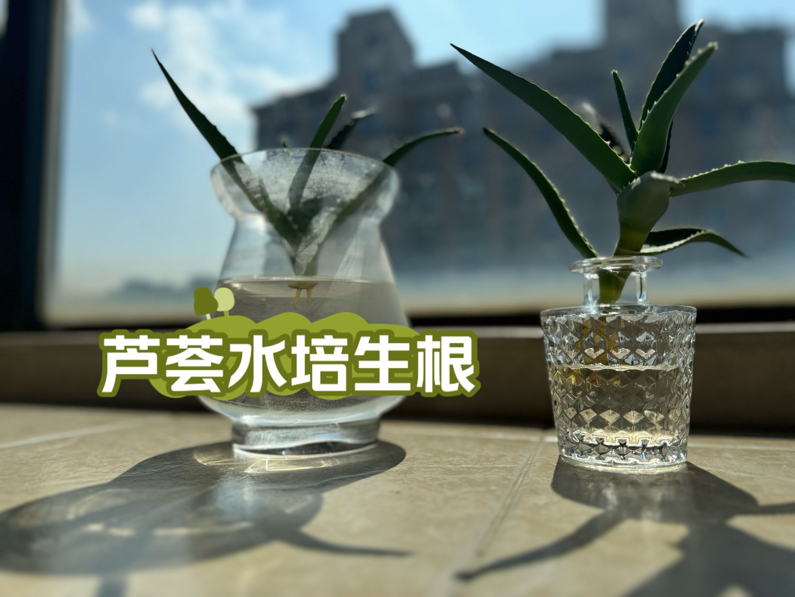 请问芦荟水培生根后怎么处理?