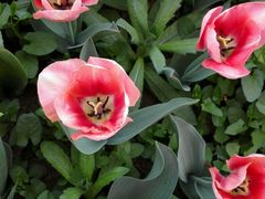 -洛阳郁金香牡丹园