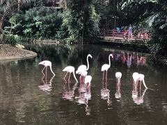 -新加坡飞禽公园