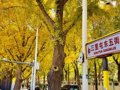 -三里屯东五街银杏大道