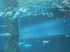 -北戴河圣蓝海洋公园