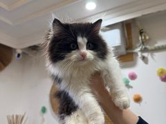 -楼上猫咖(罗湖店)