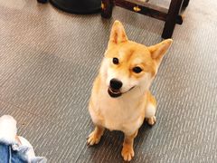 -柴源莊·柴小宠柴犬咖啡