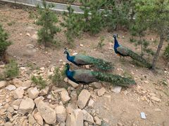 -西霞口神雕山野生动物世界