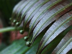 -海南热带雨林国家公园吊罗山景区