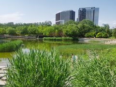 -大望京公园