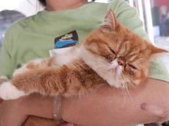 -瞄一喵猫咖(格力海岸店)