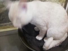 -西北杂粮筐凉皮大王(观音桥好吃街店)