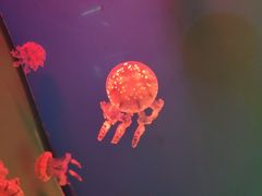 -福州罗源湾海洋世界旅游区