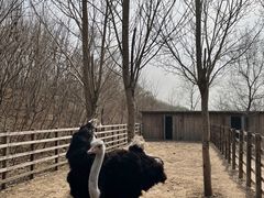 -沈阳鸟岛