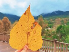 -大余丫山旅游度假区