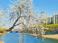 -桃花堤公园