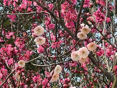 -梅花山(明孝陵内)