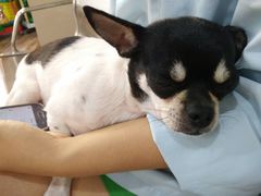-瑞派名望志远动物医院·猫科·內科·异宠专科(直港大道店)