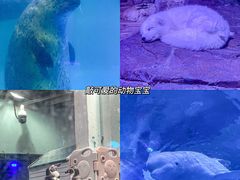 -正佳极地海洋世界