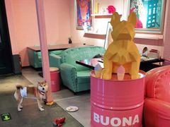 -百好乐宠物友好餐厅(朝外大街店)